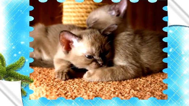 Бурмасестрички Sun Aili смотреть онлайн