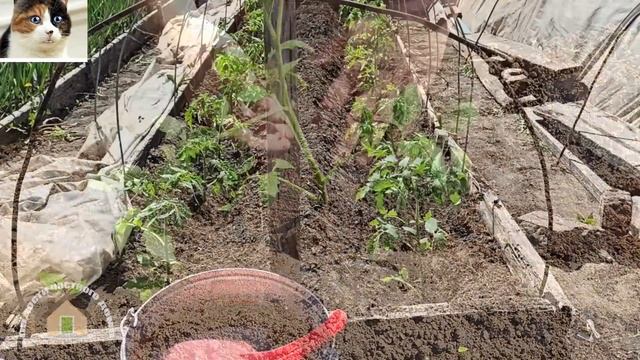 Как сажать помидоры рассадой в открытый грунт