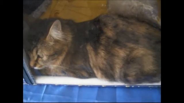 На выставке кошек я увидел редкую породу - американский керл с загнутыми ушками, хайленд фолд!!! смотреть онлайн