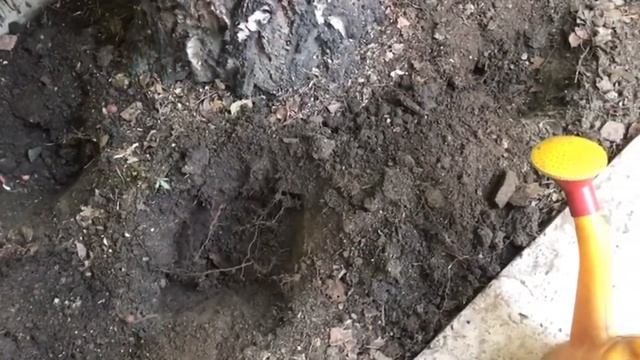 Эксперимент: посадили подберезовики на даче!