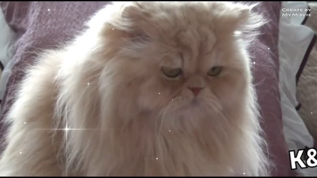 top 5 пород котикОв для детей смотреть онлайн