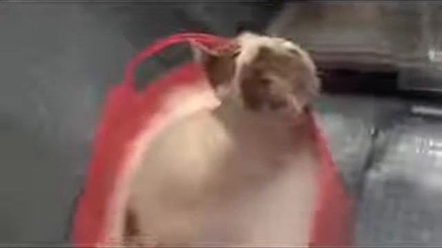 Самый милый кот Snoopy смотреть онлайн