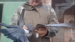 Николаевские голуби. Несколько новых чужаков. Ждём хозяев! Nikolaev pigeons. A few new outsiders.