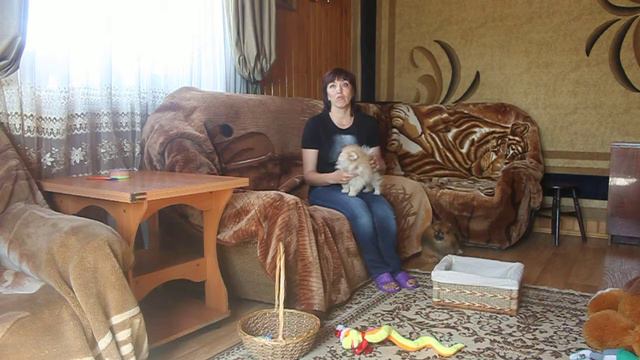 перед покупкой щенка шпица. советы