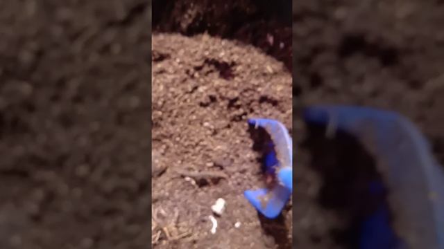 Борьба с почвенными клещами. Табачная пыль, Малатион. смотреть онлайн