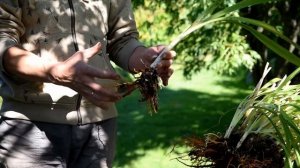 Секреты размножения лилейников от Евгения Сапунова