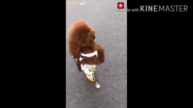 Китайская собака ходящая на 2 лапах