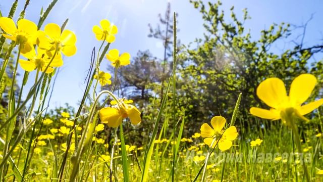 Сын решил проследить за отцом и узнать, что он делает, а когда выяснил… смотреть онлайн