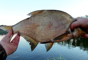 Ловля рыбы на снасть яйца.