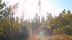 Морозовское леничество. Всеволожский район Ленобласти 2017 год.