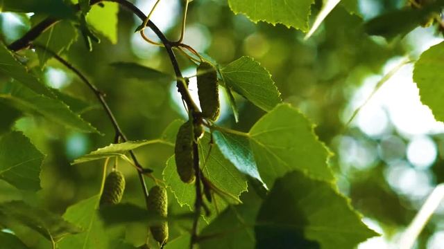 Локация квартала «Скандиа. У реки». Лето смотреть онлайн