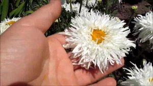 Ромашка белая Крейзи Дейзи