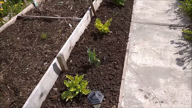 Напала тля на дёрен.А я рыхлю пропалываю огородНаталья Харитонова