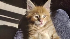 Вы таких огромных лап ещё не видели ! ??  Котёнок мейн кун полидакт 1.5 месяца ?