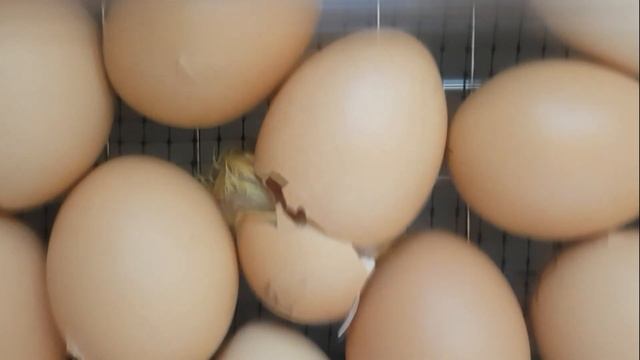 Первый пошел! Как вылупляется цыпленок.