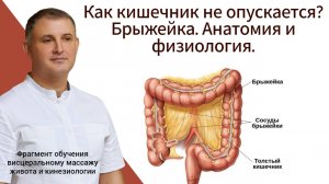 Как кишечник не опускается? Брыжейка. Анатомия и физиология. Фрагмент обучения