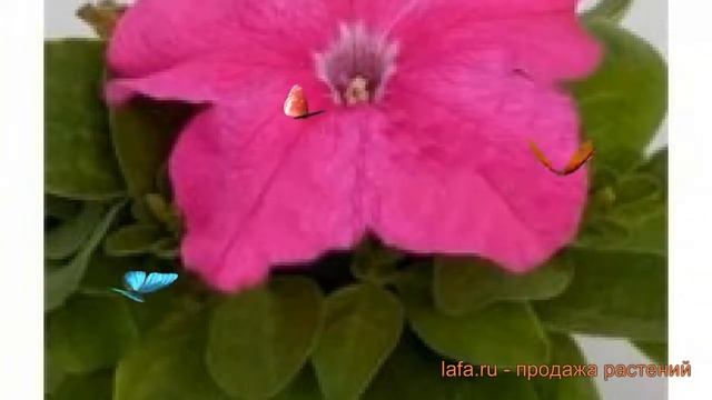 Петуния грандифлора Эспрессо Грандэ Пинк ? обзор: как сажать, семена петунии Эспрессо Грандэ Пинк смотреть онлайн