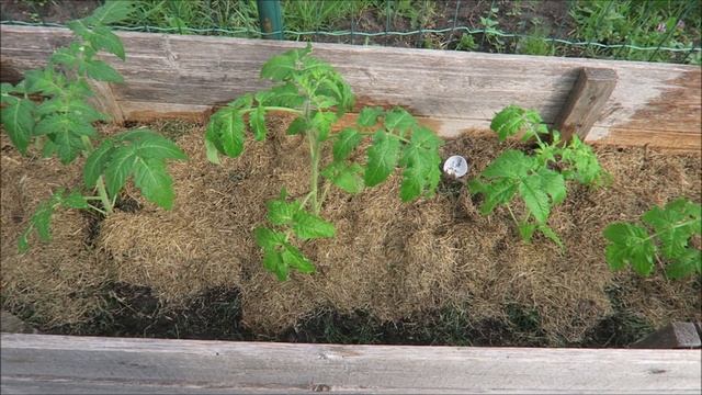 Огород: посадка тыквенных, миндаль, цветение голубики / Garden 2019 11 смотреть онлайн