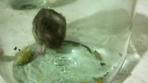 Мышка домашняя