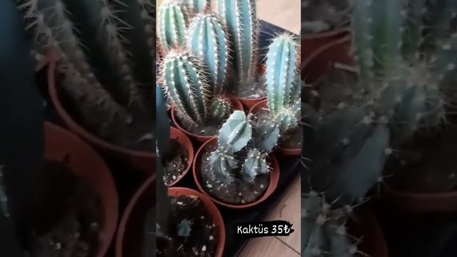 geometrizans polaskia pilosocereus cereus kaktus kaktüs cactus #cactus #kaktus