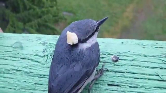 Птичка врезалась в окно смотреть онлайн