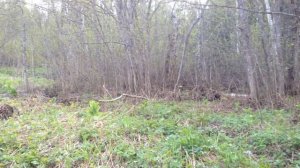 Река Вогулка. Шаля. Шамары.