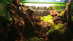 Содержание сверчков.