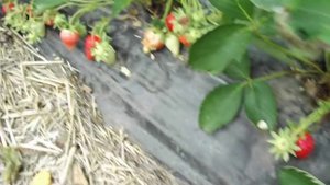 Массовое созревание клубники Клери