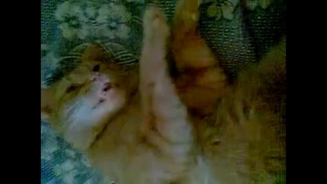 КОТ ОКАМЕНЕЛ ОТ ГОРЯ, когда умер хозяин! История преданности верного кота!