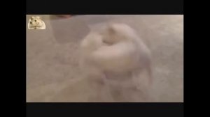 Самые прикольные и веселые собаки Сиба-ину 2. TOP Funniest Shiba Inu 2 Videos