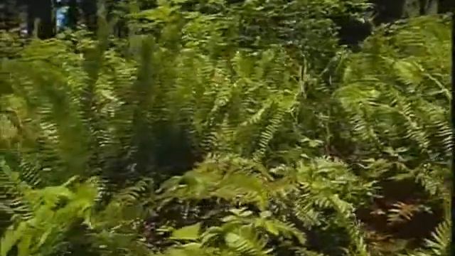 Леса - краса Земли смотреть онлайн