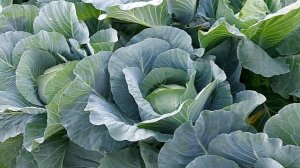 583. КАПУСТА- ГИГАНТ= ТАКОЙ КАПУСТЫ ЕЩЕ НЕ БЫЛО.