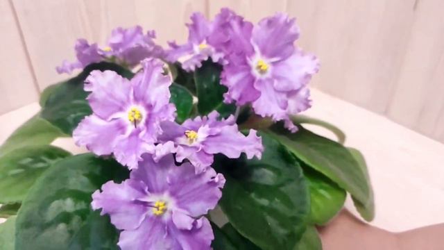 Фіалка ЛЕ - Мелодия дождя смотреть онлайн