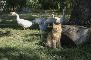 Микропутешествие вдоль речки Елшанка у села Усолье, Самарская область