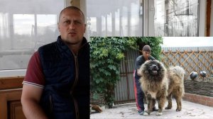 Какая собака круче??? Алабай VS Кавказская Овчарка. Какую собаку лучше купить для охраны двора???
