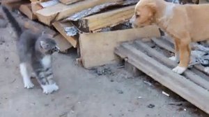 Карате-КОТ