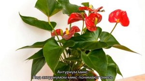 Антуриум — виды и сорта растения с названиями