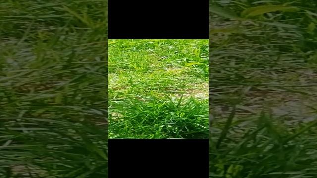 Убегающая птица смотреть онлайн