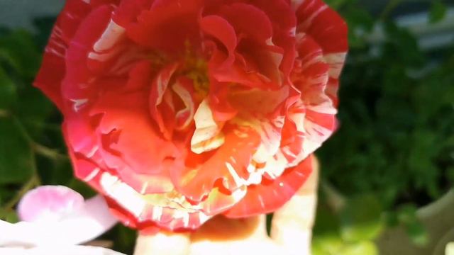 OTTAVIO MISSONI ROSE Plant By Beatrice Barni 2014 Italy Variegated Hybrid Tea バラオタヴィオ ミッソーニ