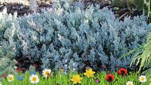 Можжевельник горизонтальный Грей Перл ? Обзор: посадка и уход. саженцы: описание и особенности