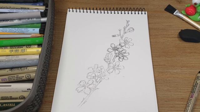 Amygdalus communis L. /Almond / how to draw an almond / line drawing art смотреть онлайн
