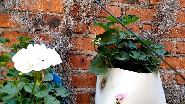 Geranios y Malvas su Nuevo Murote смотреть онлайн