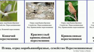 Птица, отряд воробьинообразные, семейство Пересмешниковые кривоклювый певчий bird пересмешники