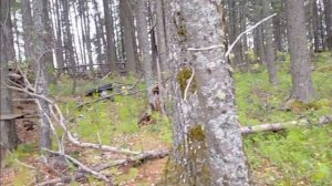 Нетронутые озера Югры. Окуневое озеро на 45ом км