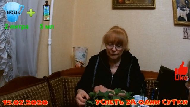 15.03.2020 Гелиотроп-однолетнее растение для сада ? смотреть онлайн