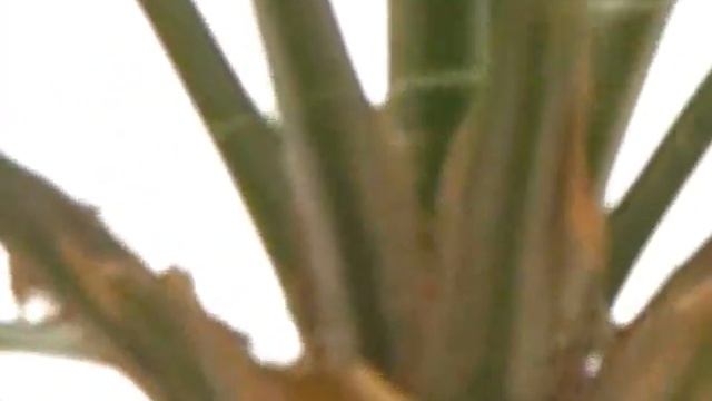 SX 10 IS zoom II смотреть онлайн