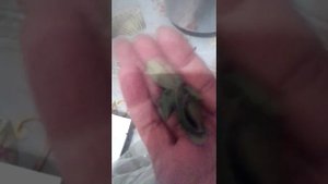 #Травяные сборы для витаминного чая.