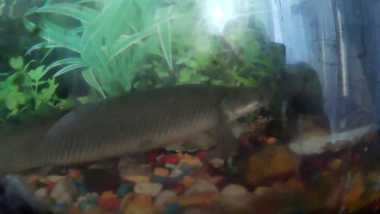 ЛЮТЫЕ МОРОЗЫ ! ! ! ОТЧЁТ ПЕРЕД ПОДПИСЧИКАМИ! ! ! смотреть онлайн