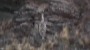 Горная охота. Новинка. Как охотится снежный барс. Красотка.