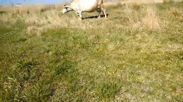 Белочка первый день на выпасе// Стельность 7,5 месяцев смотреть онлайн